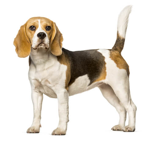 Beagle clearance off lead